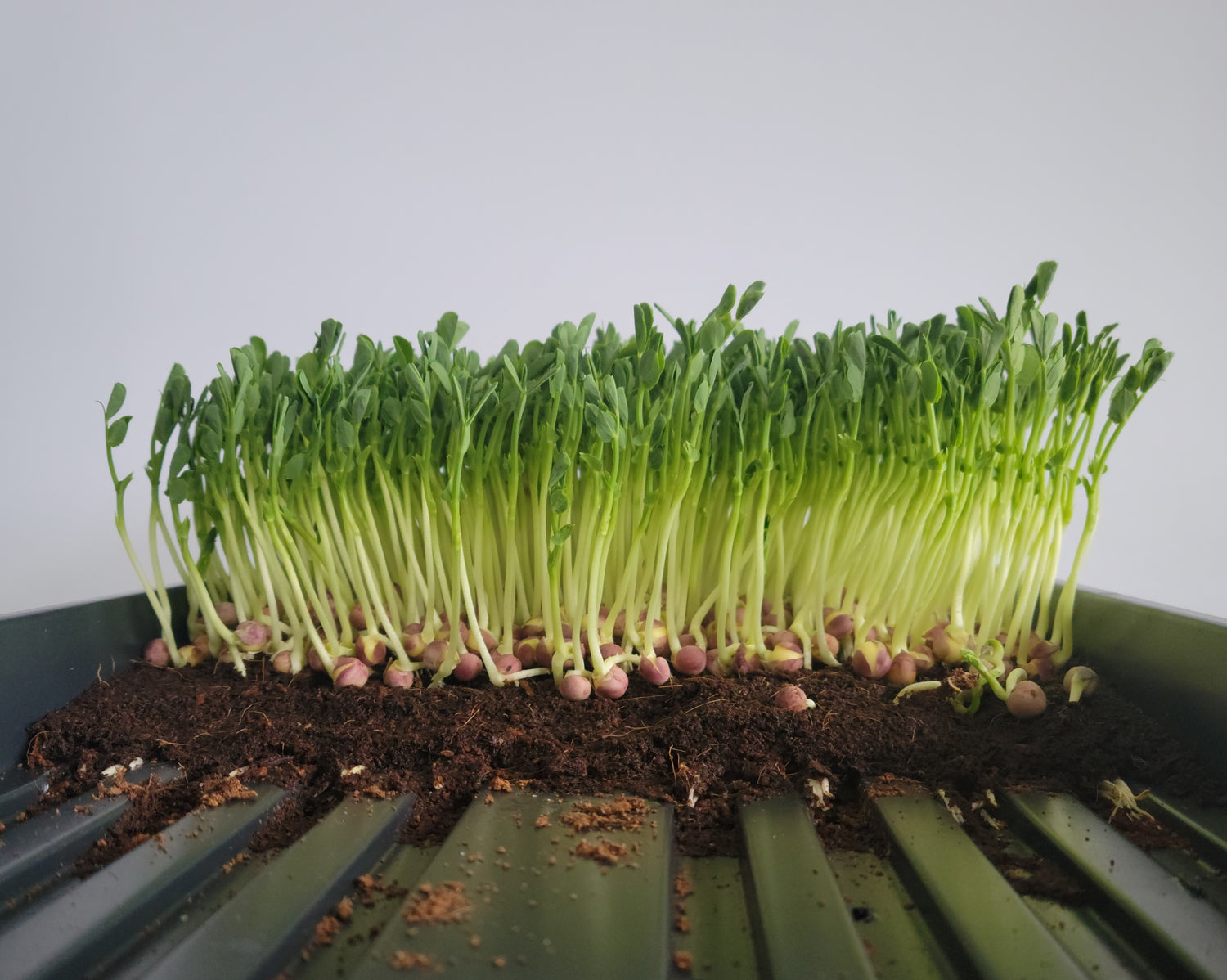 Microgreen Peas