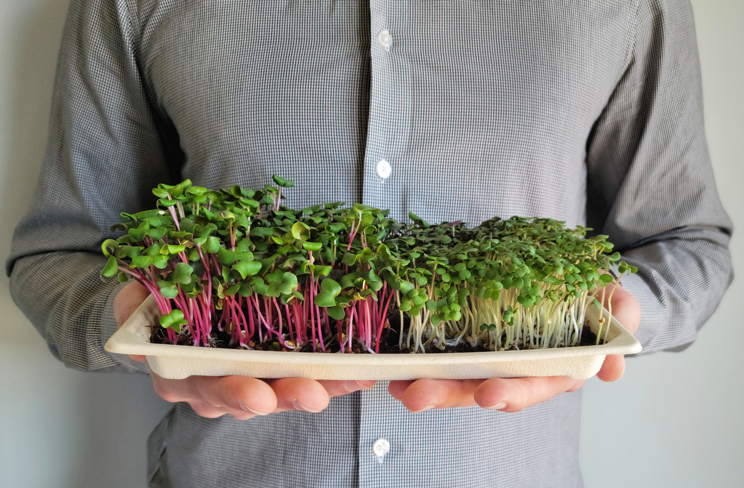 parvis plantis microgreens_radish and arugula