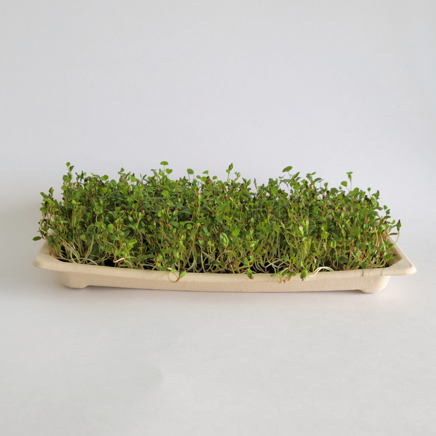 Alfalfa Microgreens