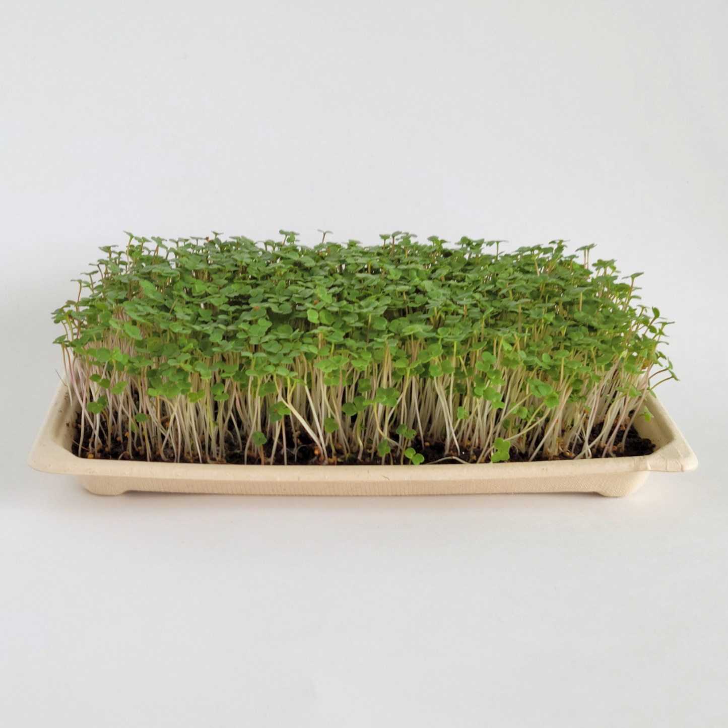 Ottawa microgreens, Arugula microgreen small (5x8)