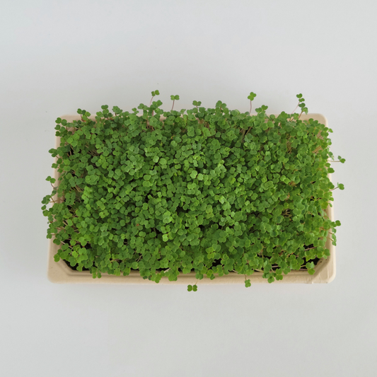 Ottawa microgreens, Arugula microgreen small (5x8)