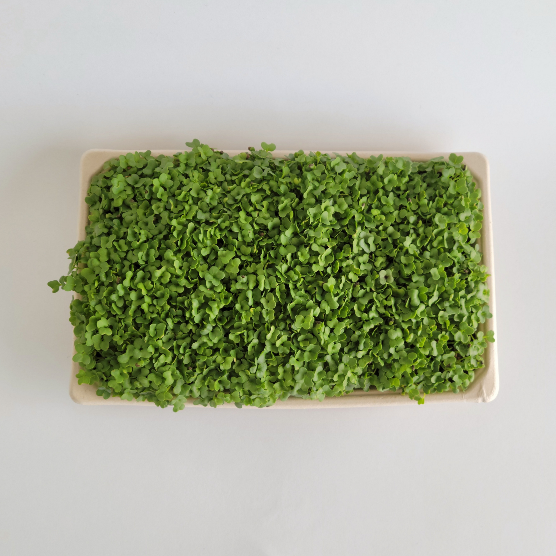 Ottawa microgreens, Kale microgreens small (5x8)