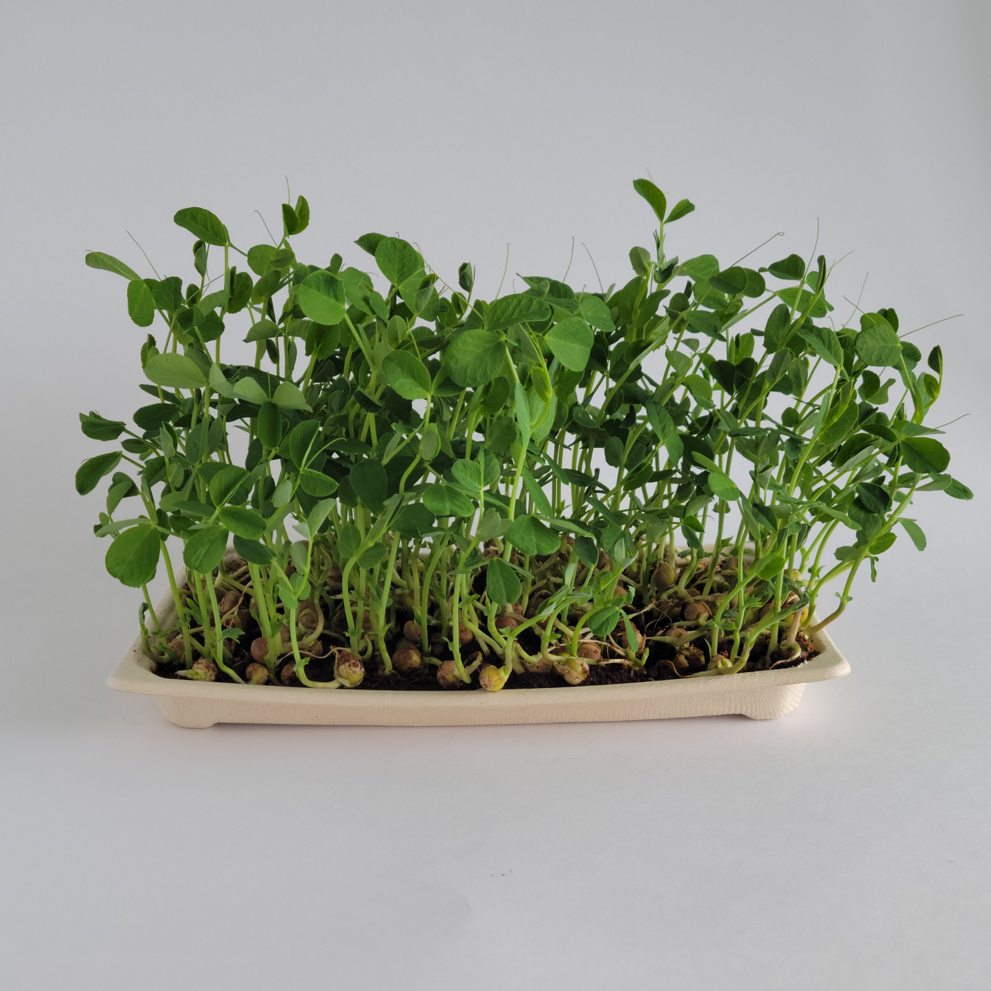Ottawa microgreens, Pea microgreens small (5x8)