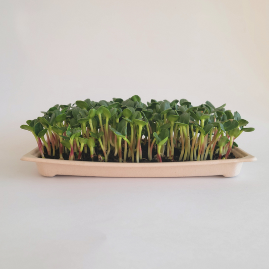 Ottawa microgreens, Sunflower microgreens small (5x8)