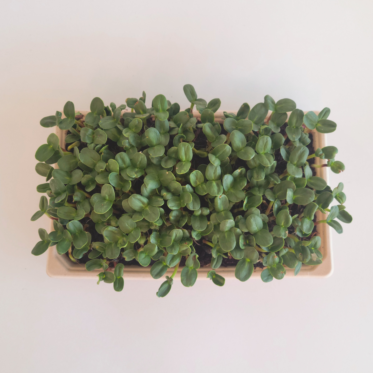 Ottawa microgreens, Sunflower microgreens small (5x8)