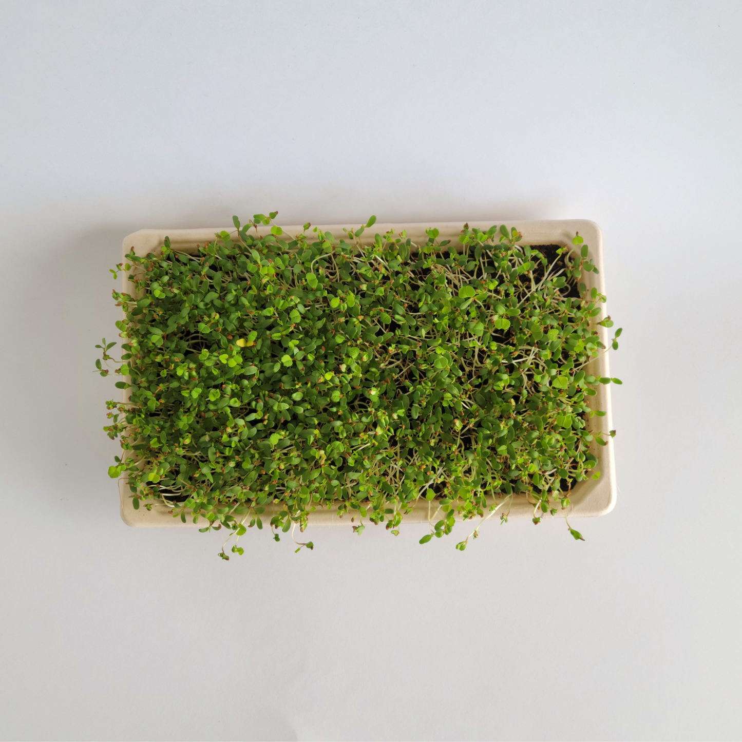 Alfalfa Microgreens