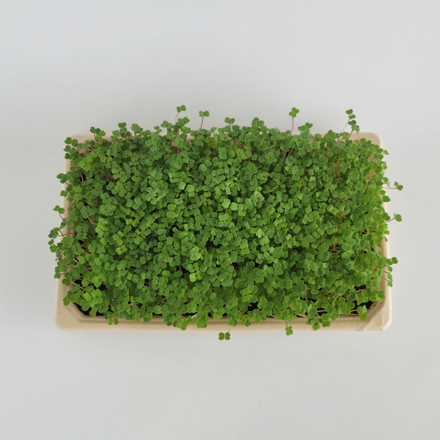 Ottawa microgreens, Arugula microgreen small (5x8)