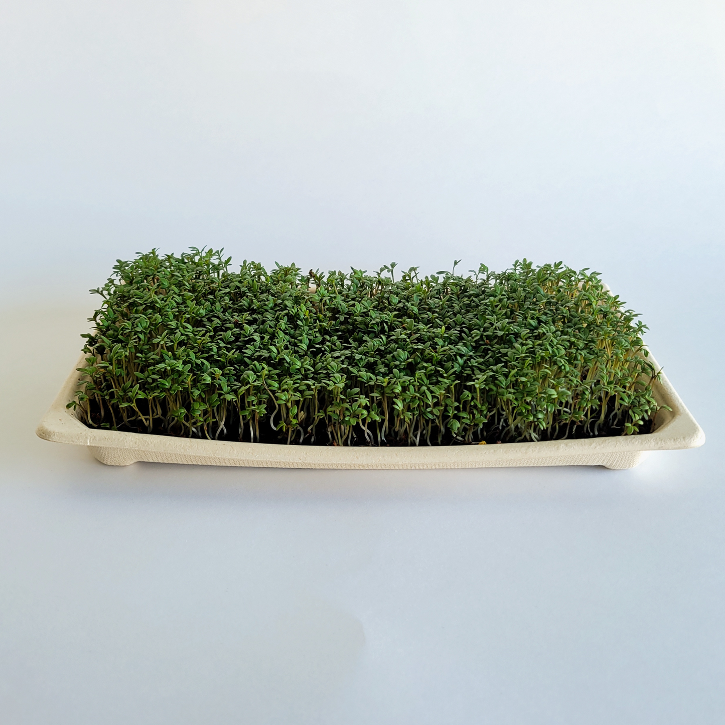 Garden Cress Microgreens