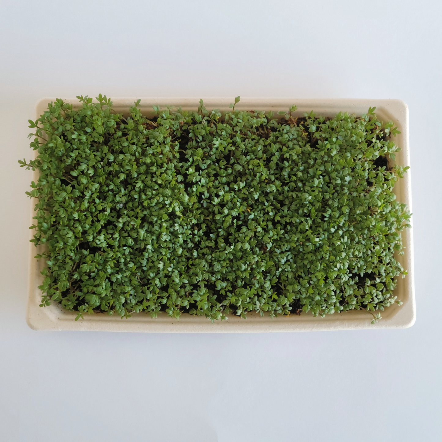 Garden Cress Microgreens