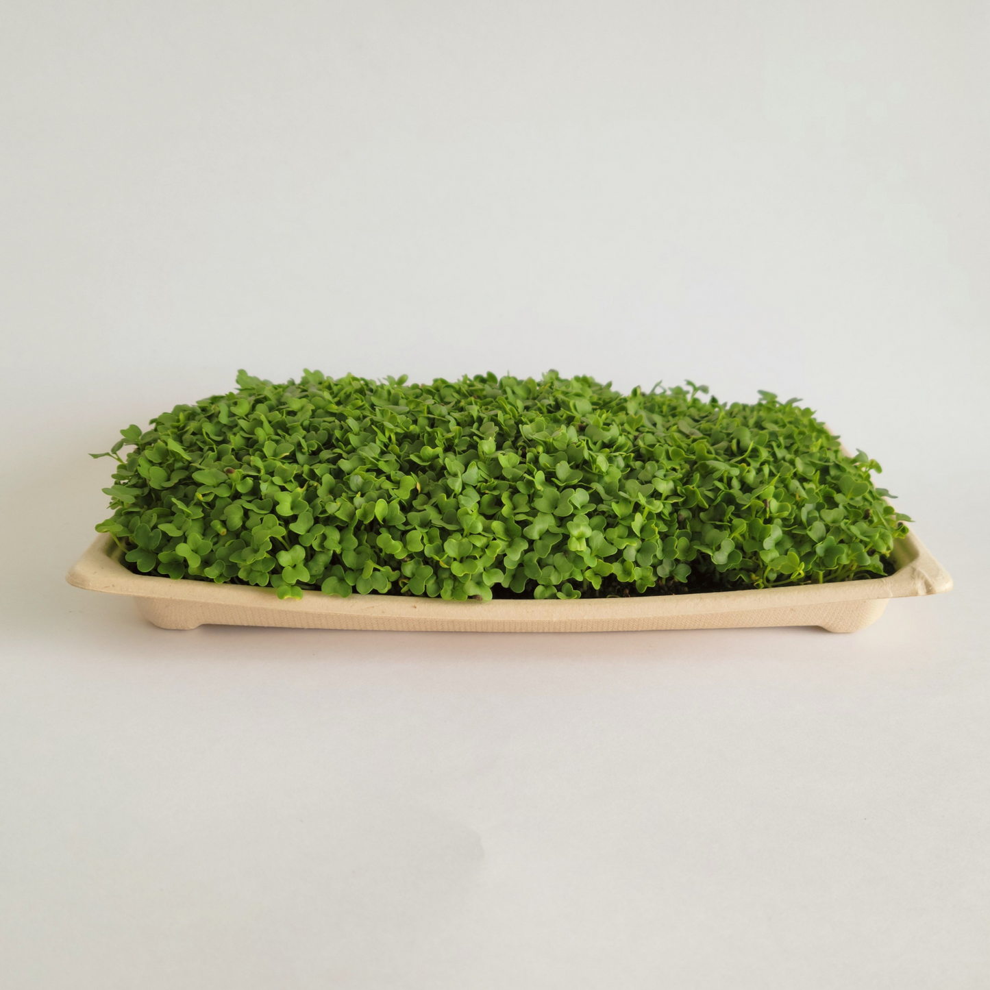 Ottawa microgreens, Kale microgreens small (5x8)