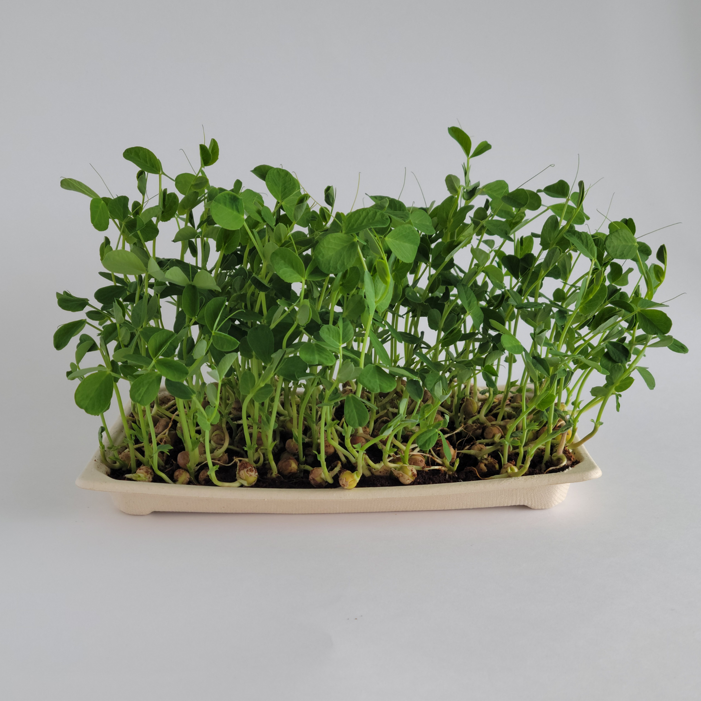 Ottawa microgreens, Pea microgreens small (5x8)