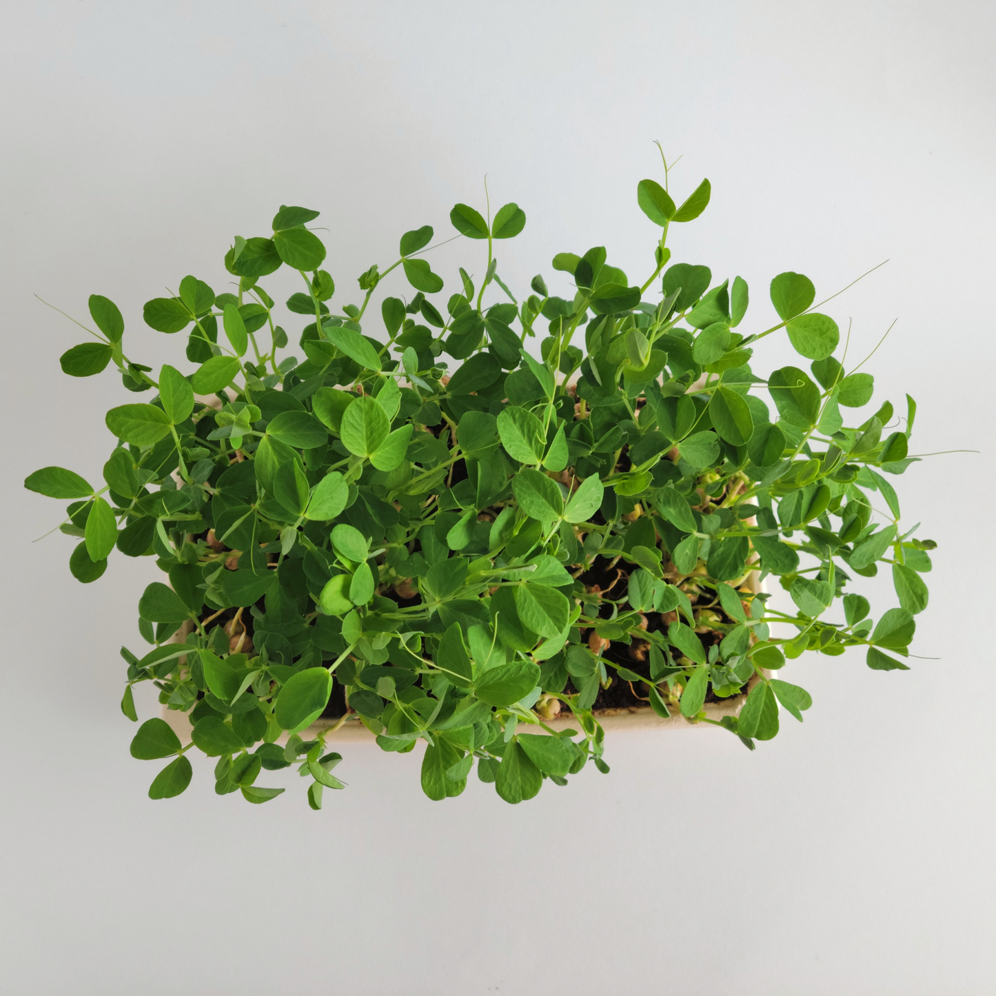 Ottawa microgreens, Pea microgreens small (5x8)