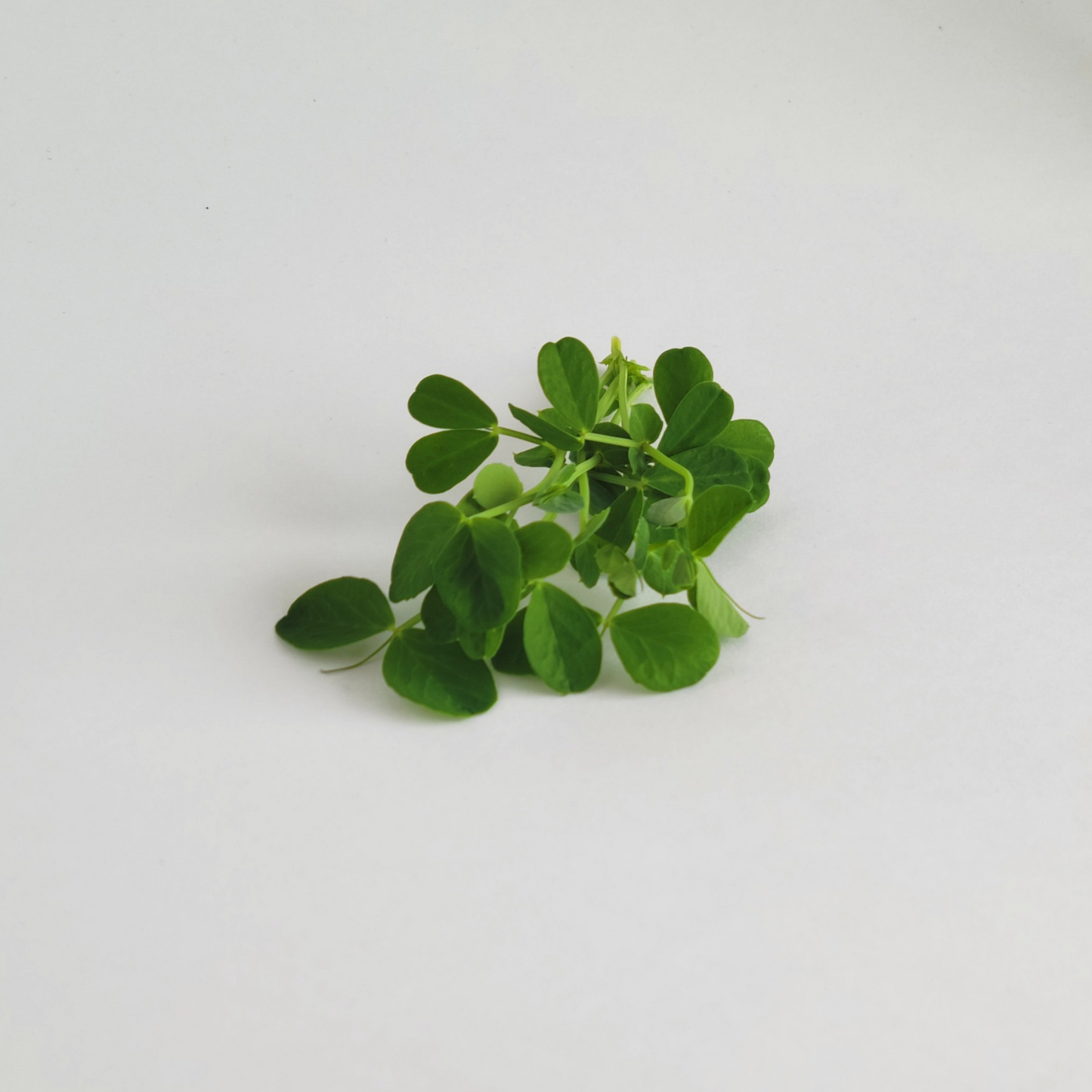 Ottawa microgreens, Pea microgreens small (5x8)