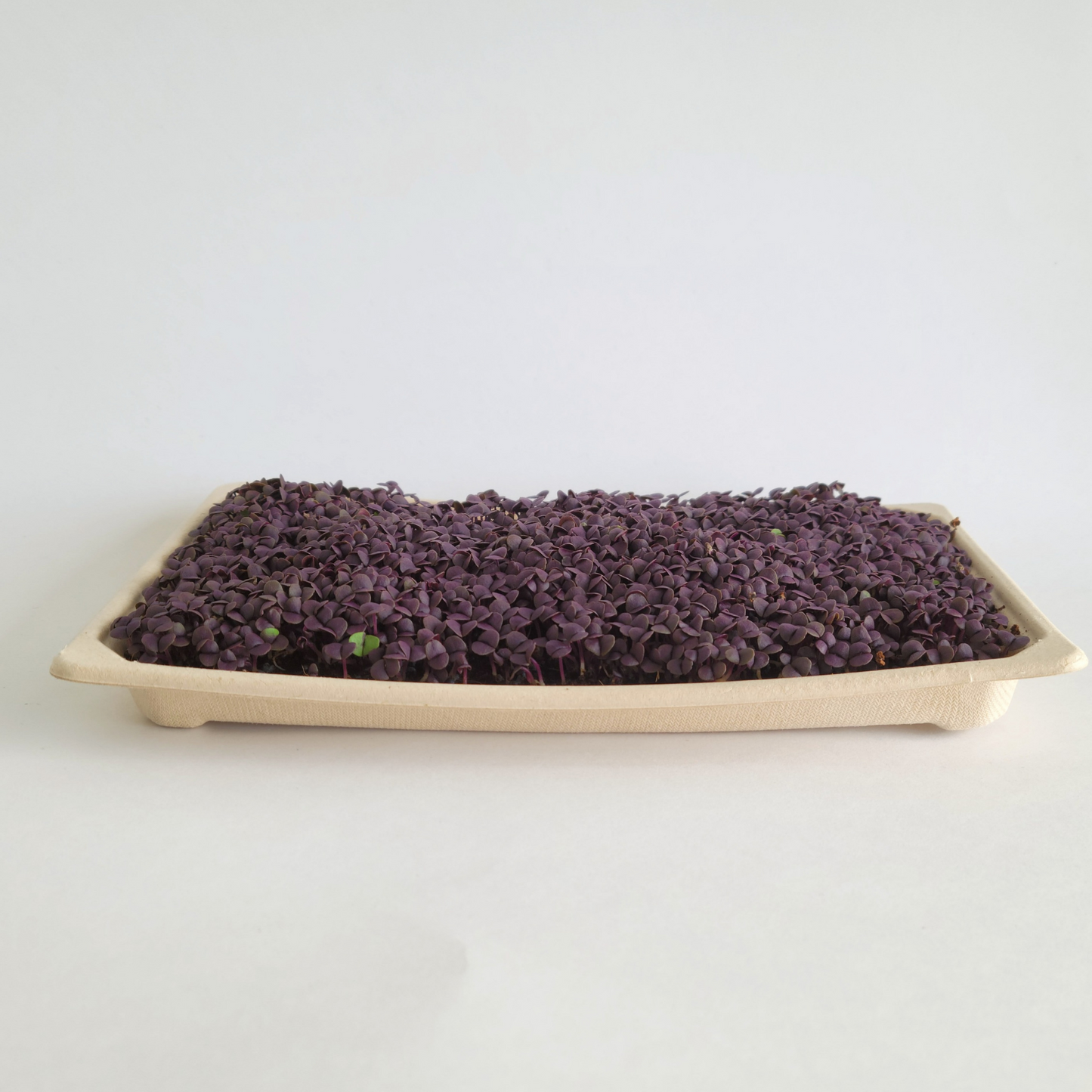 Ottawa microgreens, Purple Basil microgreens small (5x8)