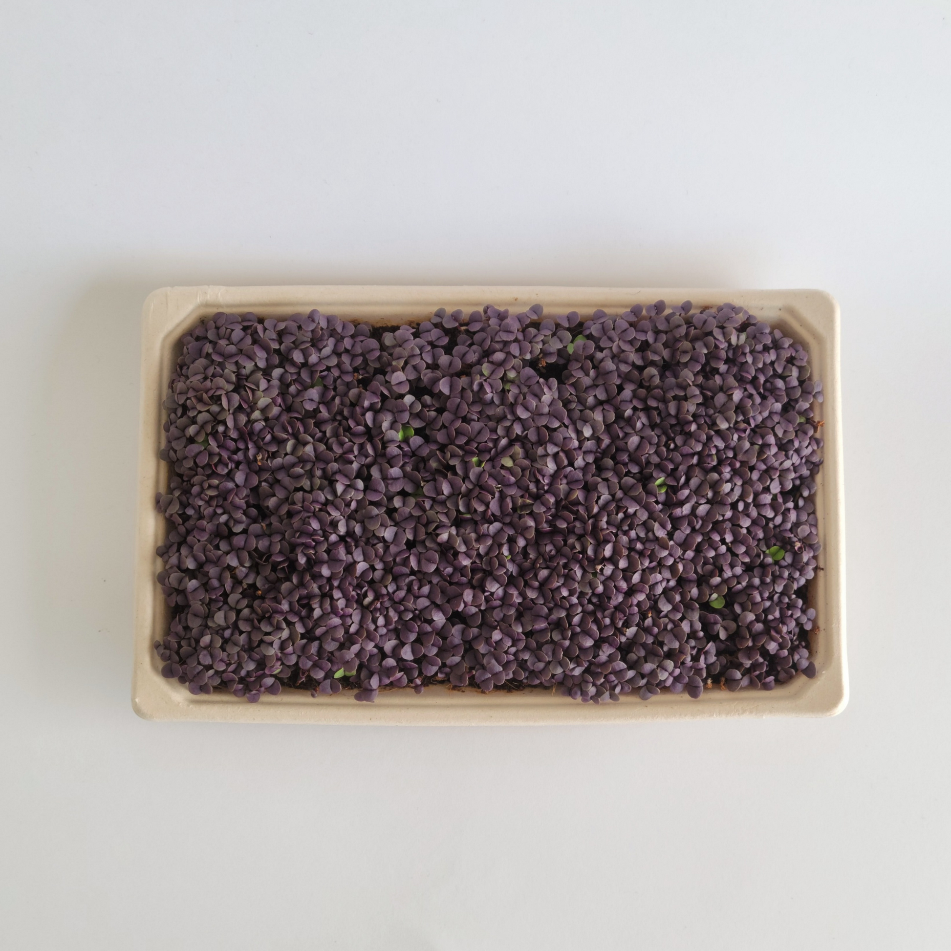 Ottawa microgreens, Purple Basil microgreens small (5x8)