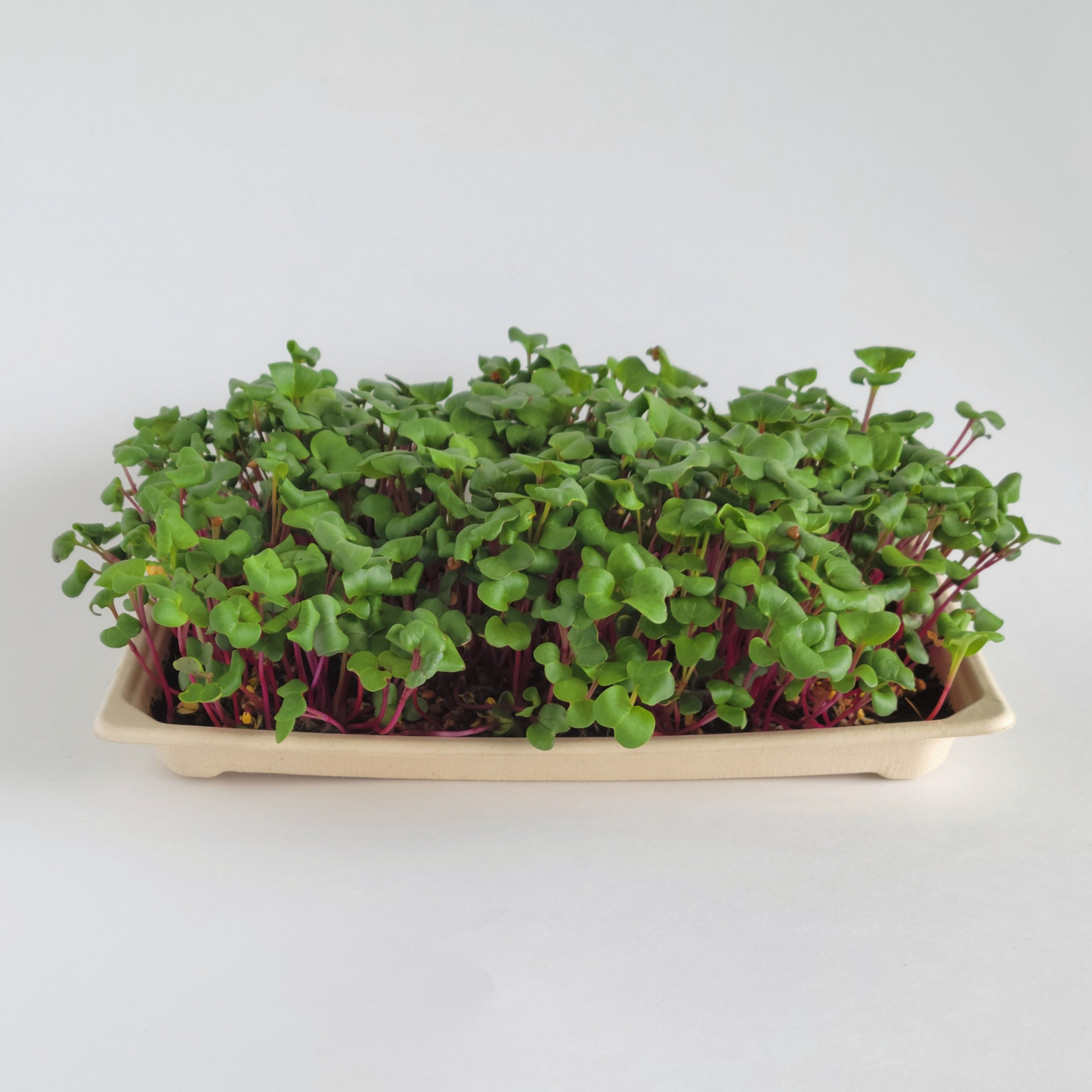 Ottawa microgreens, Radish microgreens small (5x8)