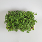 Ottawa microgreens, Radish microgreen small (5x8)