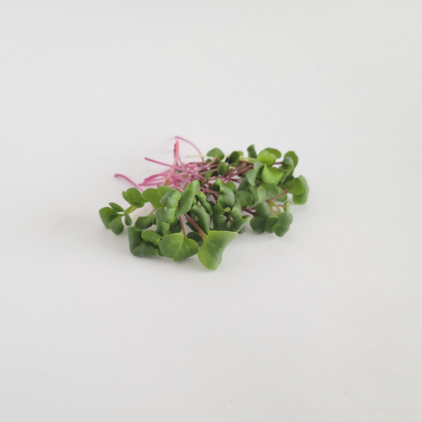 Ottawa microgreens, Radish microgreens