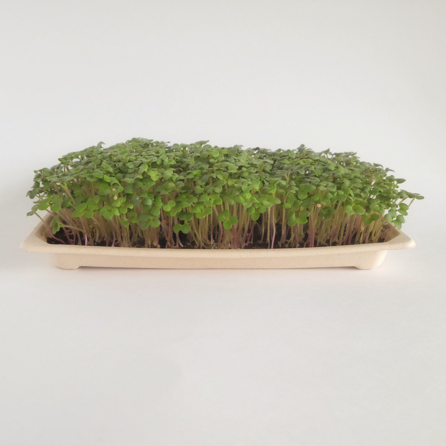 Ottawa microgreens, Yellow Mustard microgreens small (5x8)