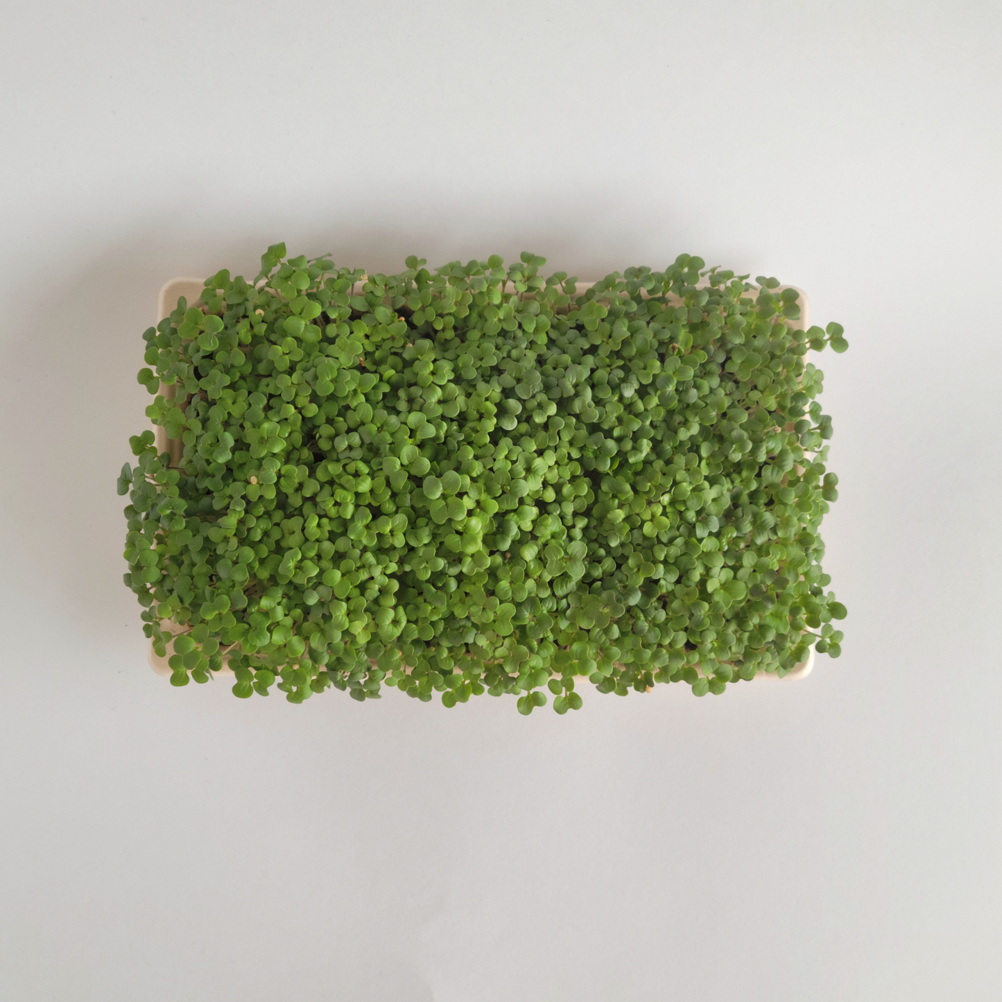 Ottawa microgreens, Yellow Mustard microgreens small (5x8)